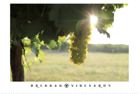 'Viognier Vineyard' Art Print